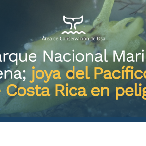Parque Nacional Marino Ballena; joya del Pacífico sur de Costa Rica en peligro