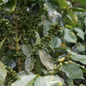 Vejez de los cafetales afecta el abastecimiento del consumo nacional del grano